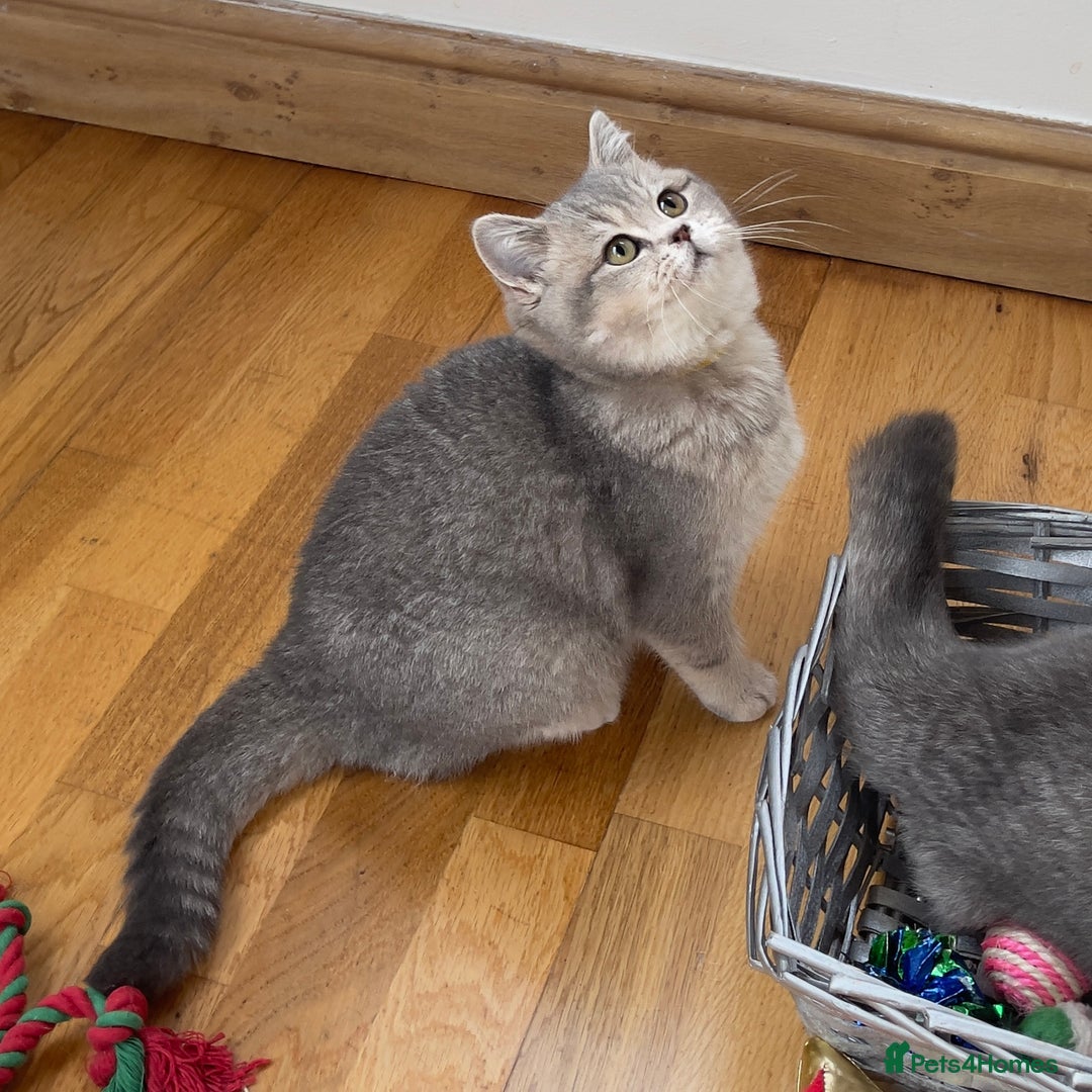 British Shorthair cats for sale: Remaining 2 TICA & GCCF British Shorthair Kittens - Advert 17