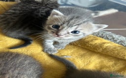 Ragdoll cats for sale: Ragdoll x bengal - Image 2