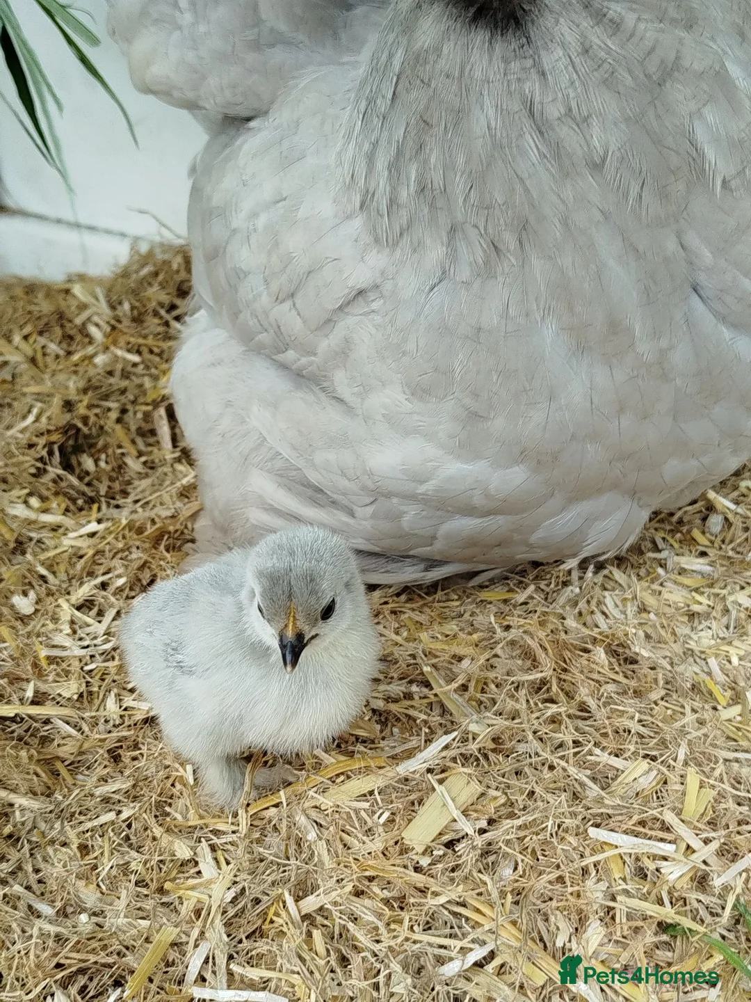 Chickens poultry for sale: Pekin Bantam Hatching Eggs For Sale Mixed Colours - Advert 2