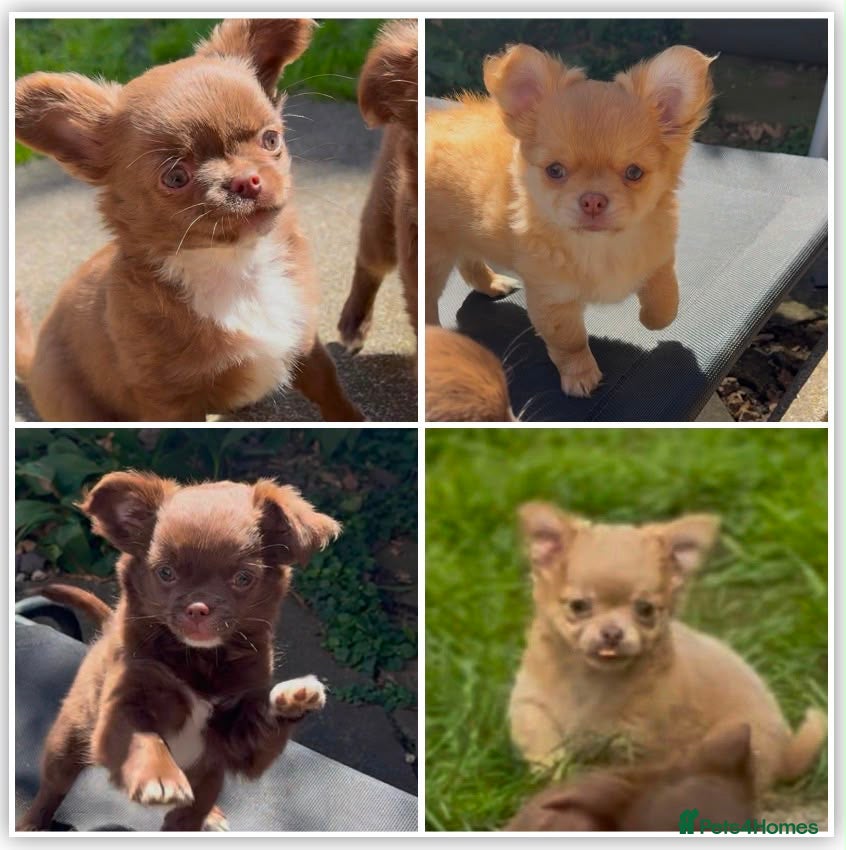 Chihuahua dogs Chihuahua puppies  - Advert 1