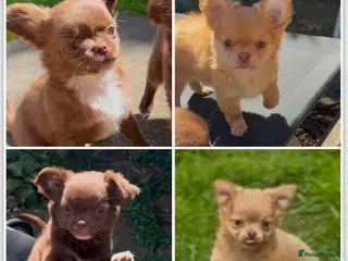 Chihuahua dogs Chihuahua puppies - Advert 1