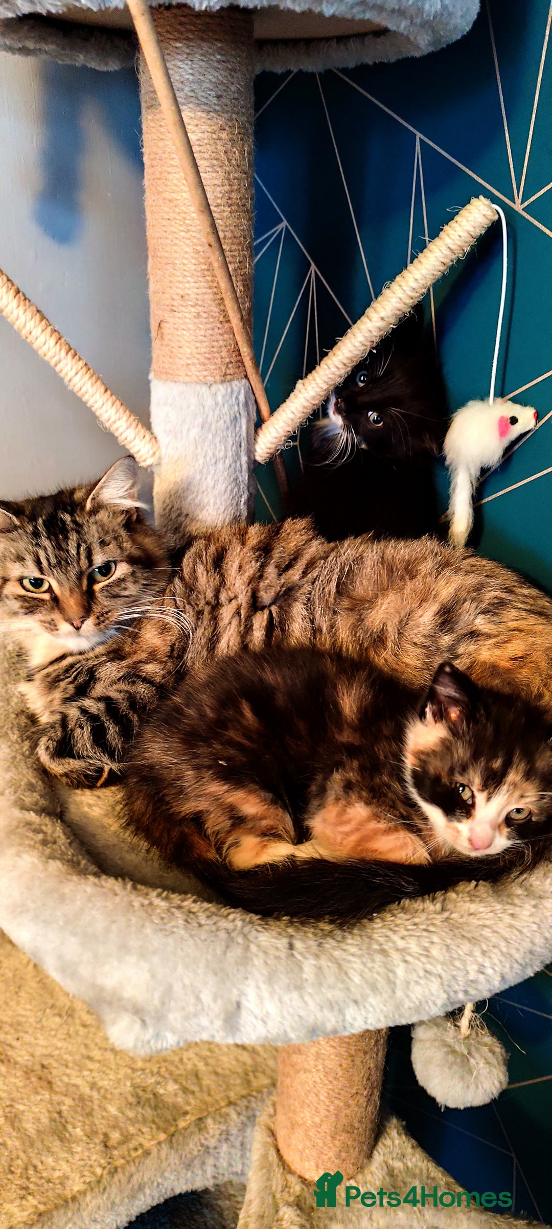 Mixed Breed cats for sale: Maincoon cross kittens - Advert 1