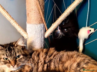 Mixed Breed cats Maincoon cross kittens - Advert 1