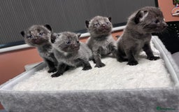 Mixed Breed cats for sale: 4 beautiful grey kittens getting darker  - Image 5