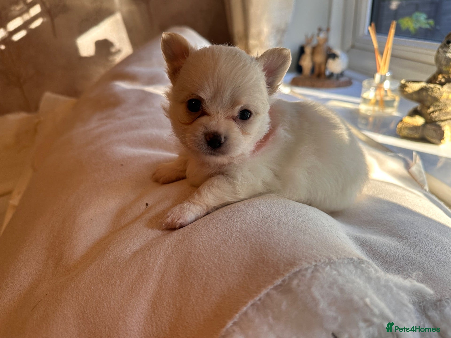 Pomchi dogs Chihuahua x Pomeranian Puppies - Advert 4