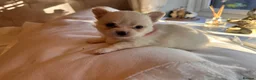 Pomchi dogs for sale: Chihuahua x Pomeranian Puppies - Advert 11