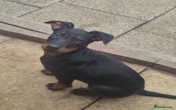 Mixed Breed dogs for sale: Laizhou Hong - Chinese Red Dog puppies - Image 8