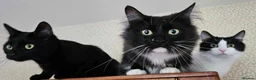 Mixed Breed cats for sale: 3 beautiful male cats - Advert 4