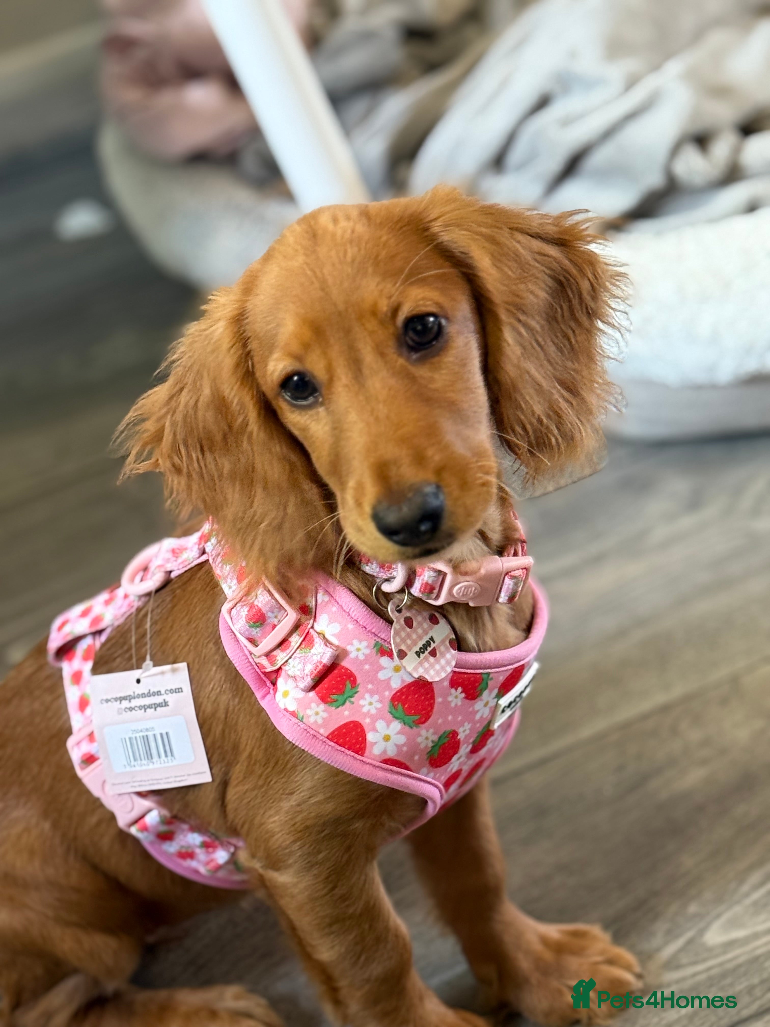 Dachshund Puppy 1