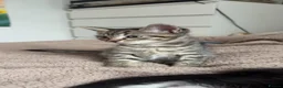 Mixed Breed cats for sale: Kittens for sale! - Advert 4