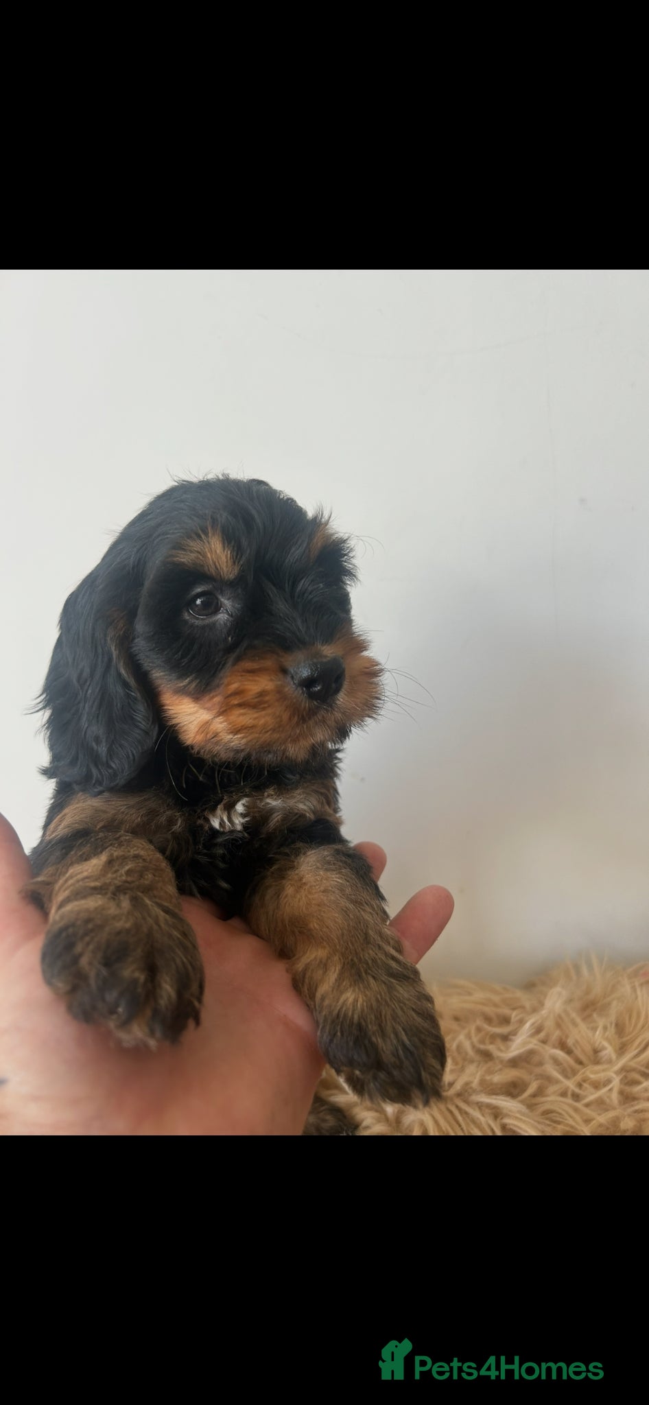 Cockapoo dogs for sale: Stunning f1 cockapoo puppies  - Advert 1