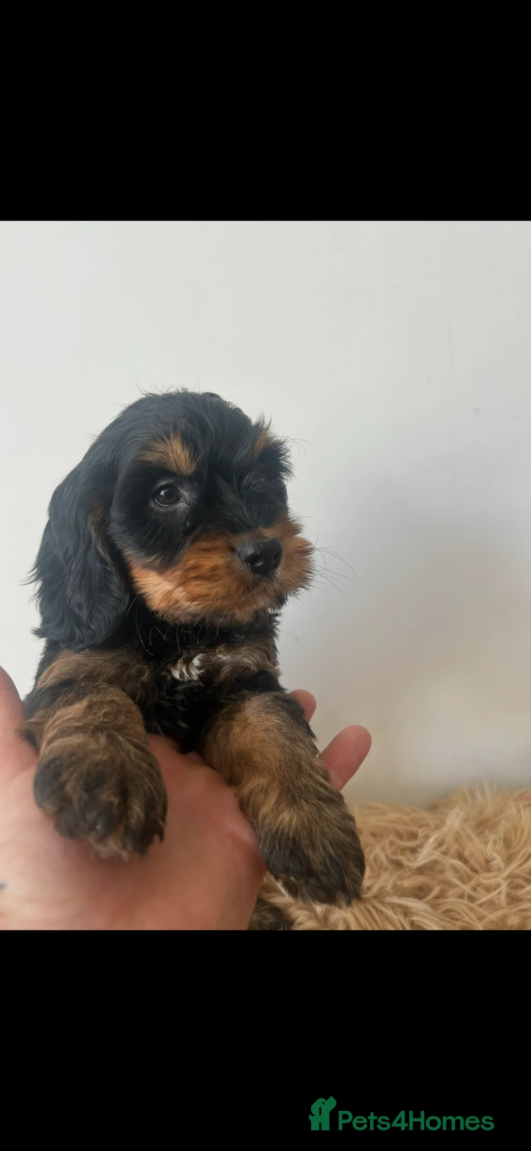 Cockapoo dogs for sale: Stunning f1 cockapoo puppies  in Sheffield - Advert 1