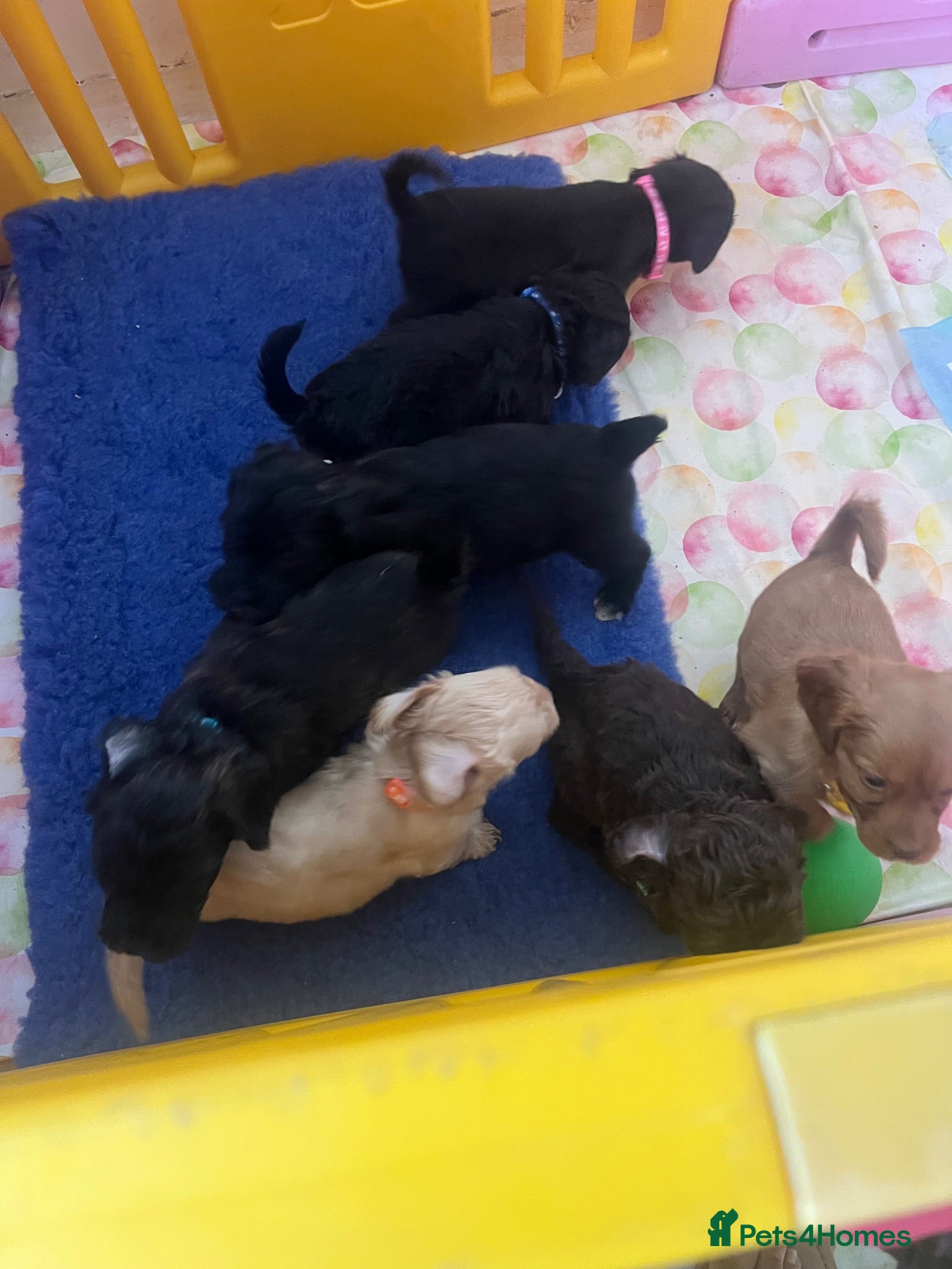 Mixed Breed dogs Cava tzu poos for sale - Advert 2