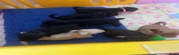 Mixed Breed dogs for sale: Cava tzu poos for sale - Advert 2