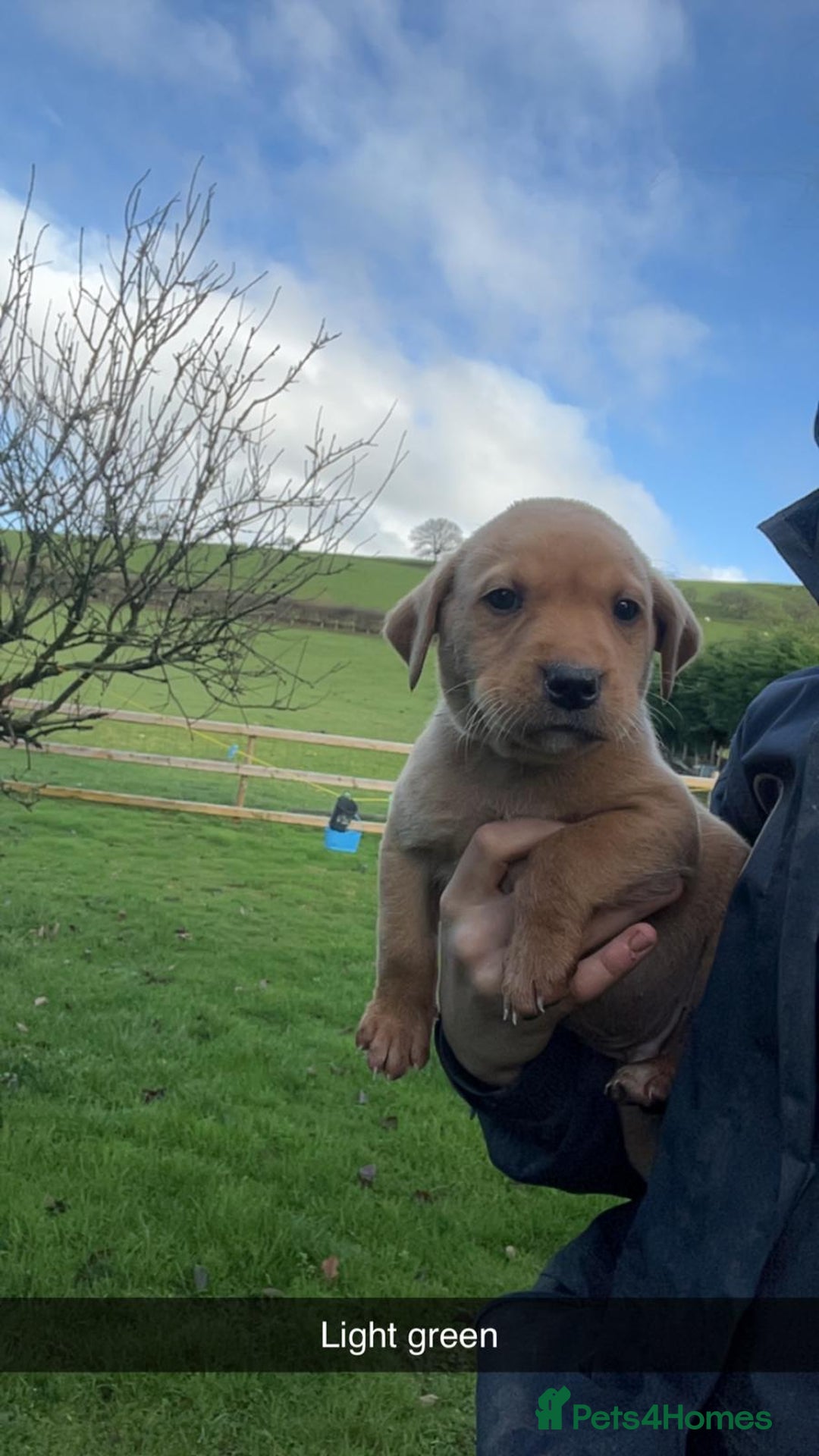Labrador Retriever dogs for sale: Stunning litter of 9 pups - Advert 8