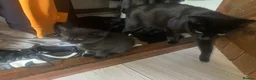 Domestic Shorthair cats for sale: Two beautiful black boy kittens - Advert 3