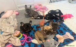 French Bulldog dogs for sale: 🐾Ready Now!! Adorable French Bulldog Puppies!  - Image 9