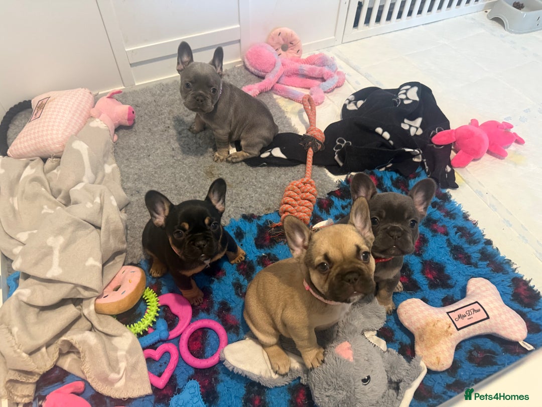 French Bulldog dogs for sale: 🐾Ready Now!! Adorable French Bulldog Puppies!  - Image 9