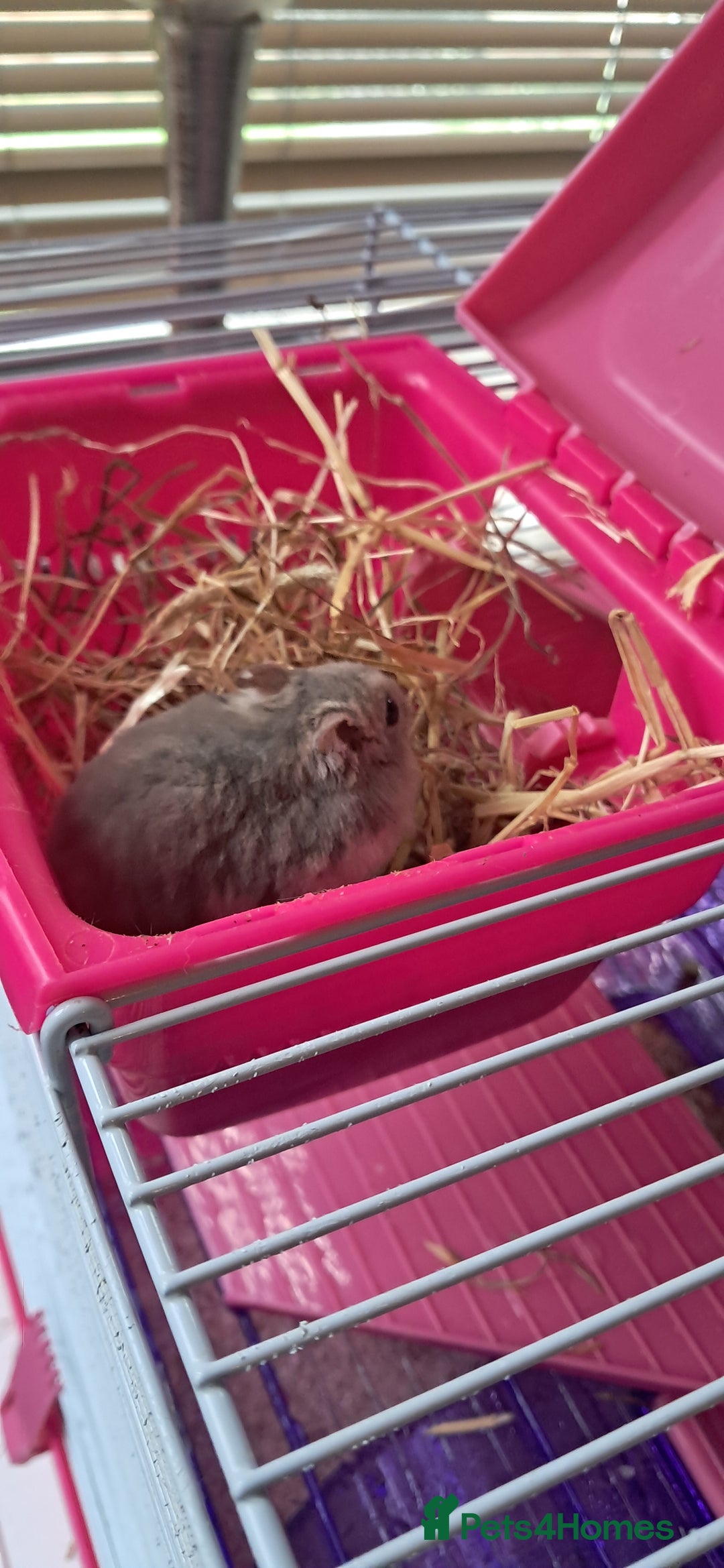 Hamster rodents for sale: Russian hamster with cage  - Image 5
