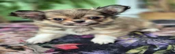 Chihuahua dogs for sale: Amazing Tiny Longcoat Chihuahua Puppies - Advert 2