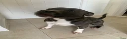 Staffordshire Bull Terrier dogs for sale: Staffordshire bull terriers for sale  - Advert 31