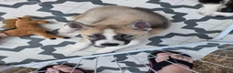 Huskita dogs for sale: Puppies for sale - Advert 19