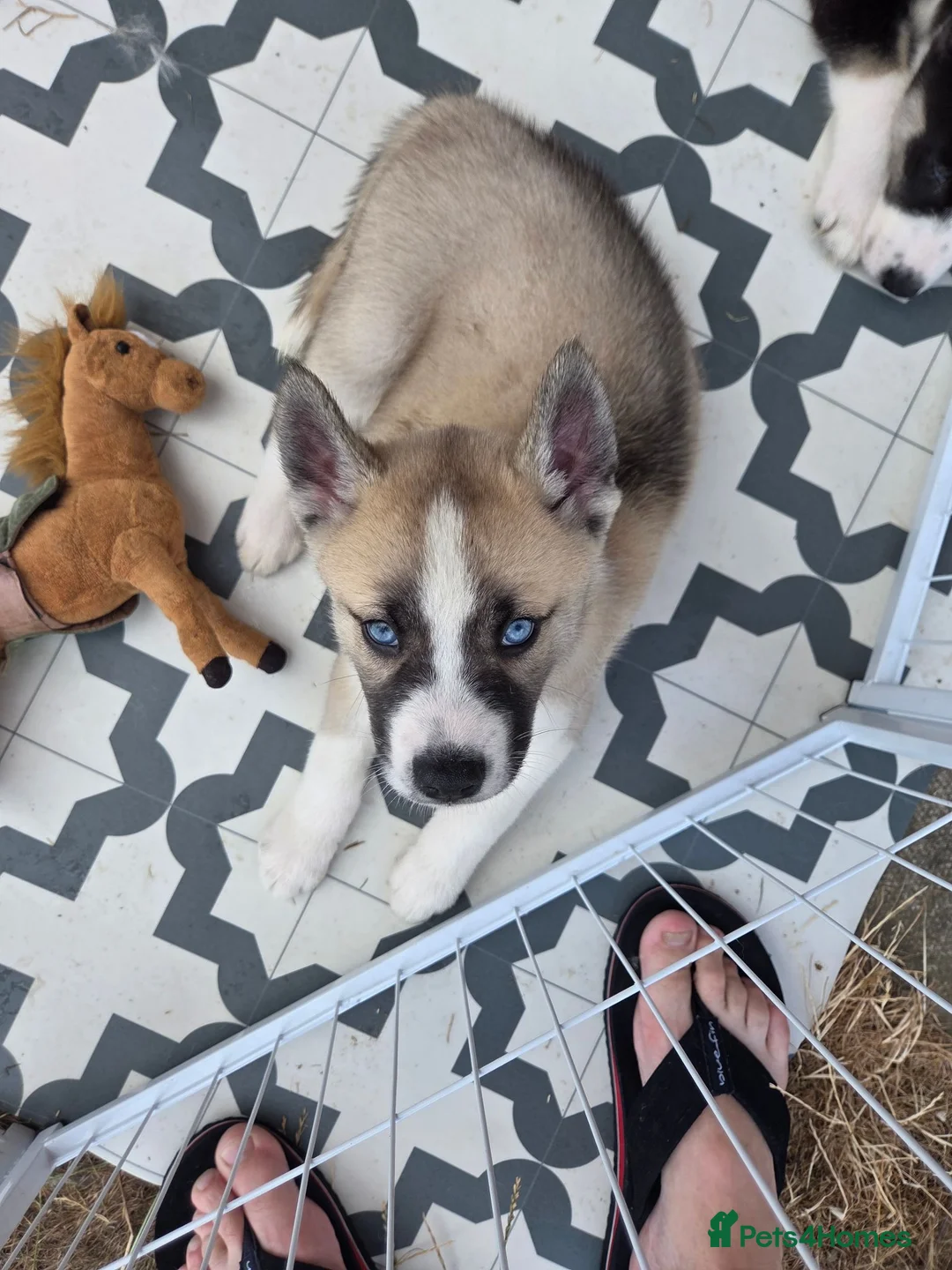Huskita dogs for sale: Puppies for sale - Advert 24