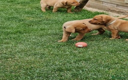 Labrador Retriever dogs for sale: Adorable 8 Puppies FOX RED Labrador, KC registered - Image 19