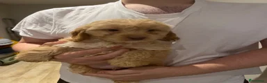 Cavapoo 2