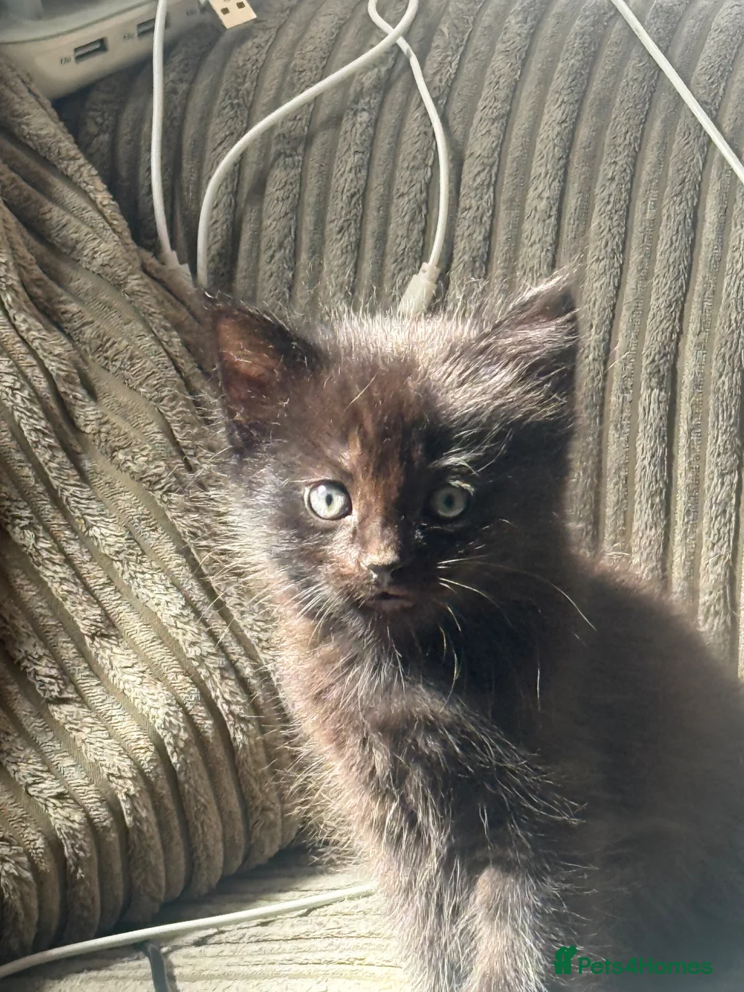 Mixed Breed cats for sale: Mixed breed kittens - Advert 2