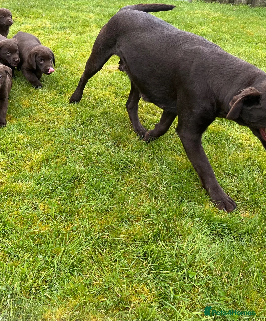 Labrador Retriever dogs for sale: 0/0 hips ⭐️ HEALTH TESTED KC REG chocolate puppies in Llanybydder - Advert 2