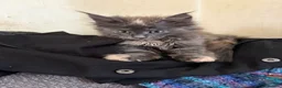 Maine Coon cats for sale: Maine coon kittens  - Advert 5