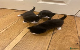 Bombay cats for sale: 3 kittens for sale.Price negotiable  - Image 10