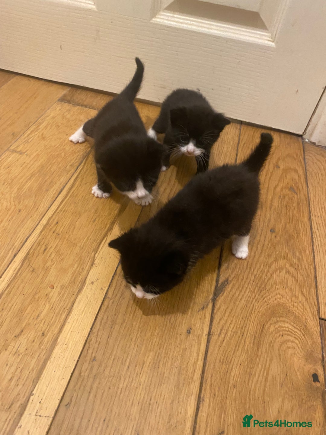 Bombay cats for sale: 3 kittens for sale.Price negotiable  - Image 10