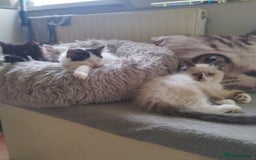 Ragdoll cats for sale: 5 ADORABLE RAGDOLL X KITTENS FOR SALE - Image 1