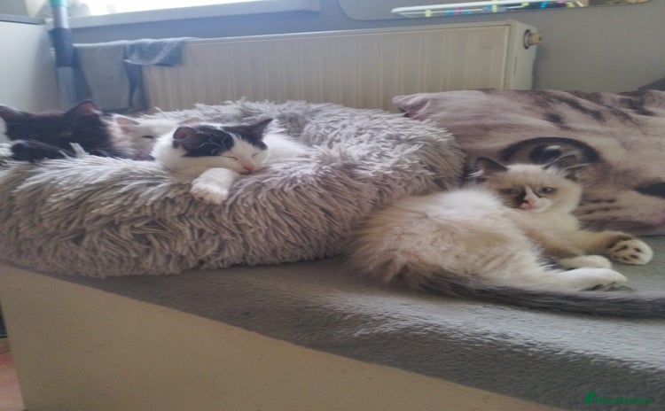 Ragdoll cats - Advert 2