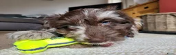 Cockapoo dogs for sale: 10 month old Cockapoo  in Crediton - Advert 15
