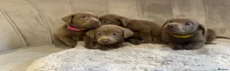 Labrador Retriever dogs for sale: Stunning silver Labradors ready now  - Advert 13