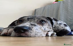 Great Dane dogs for sale: Lovely Female Great Dane Puppy - Image 4