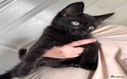 Mixed Breed cats for sale: Kittens for sale - Image 5