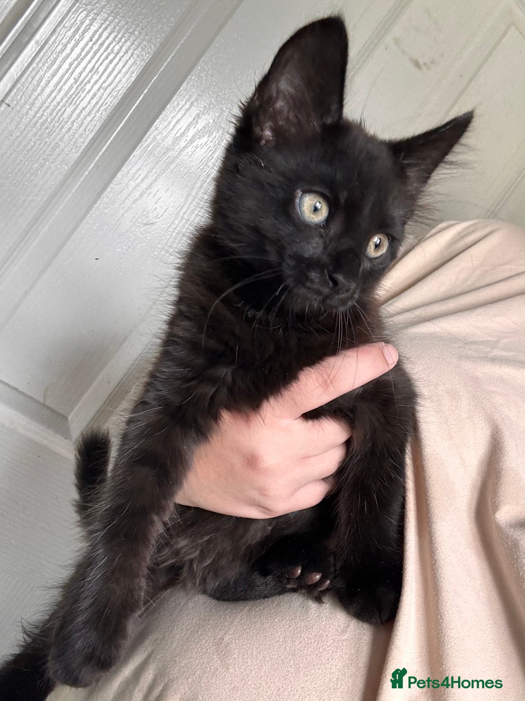 Mixed Breed cats for sale: Kittens for sale - Image 5