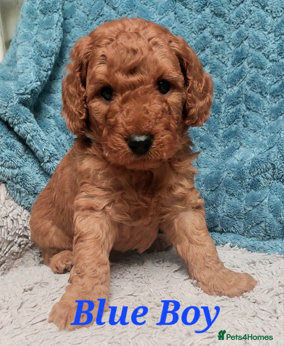 Cockapoo dogs for sale: Happy healthy cockapoo pups F1B DNA tested parents - Advert 6
