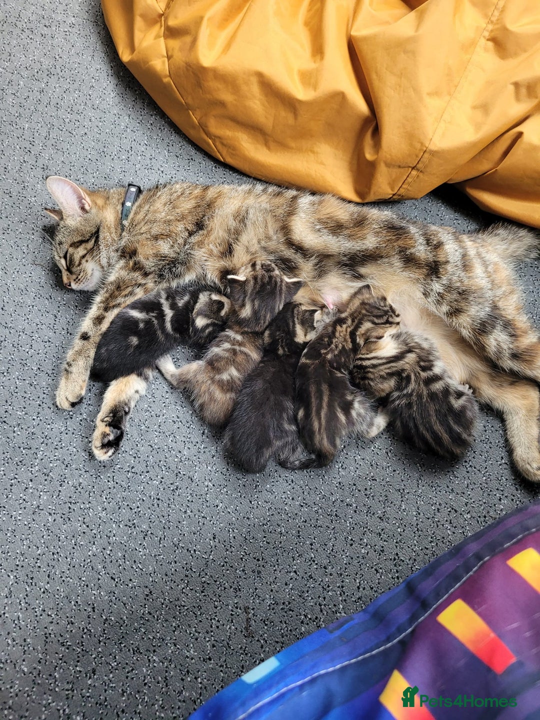 British Shorthair cats for sale: Gorgeous Short Haired Tabby Kittens  Well-Handled  - Image 2