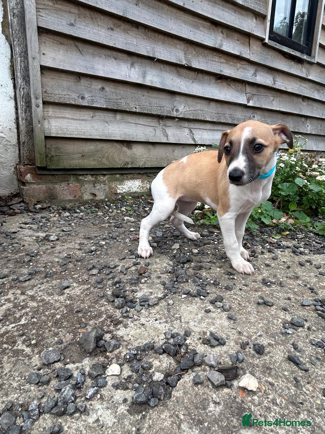 Whippet dogs for sale: Whippet  - Image 4