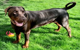 Dobermann dogs for sale: Louis 3 years old Dobermann Dog - price negotiable - Image 2