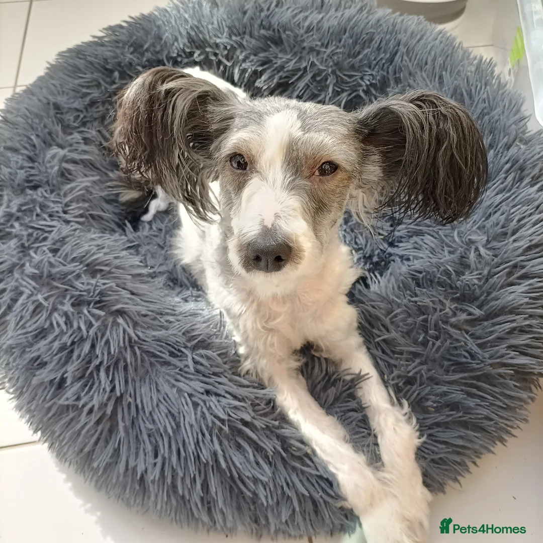 Chinese Crested dogs for sale: Chinese crested - Advert 1