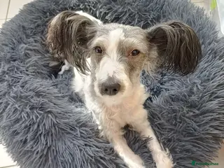 Chinese Crested dogs Chinese crested - Advert 12