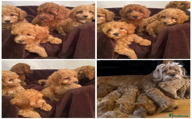 Cavapoo dogs - Advert 5