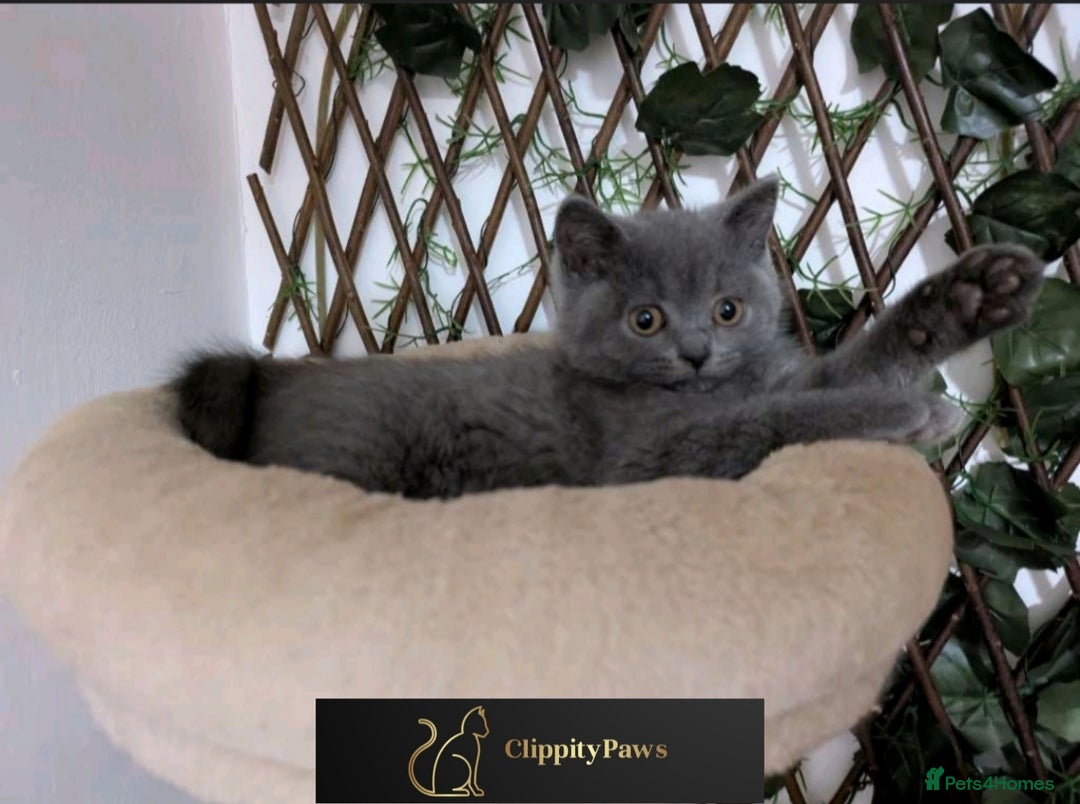 British Shorthair cats for sale: READY NOW GCCF chunky British Shorthair kittens  - Image 18