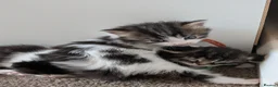 Mixed Breed cats for sale: Gorgeous kittens - Advert 9